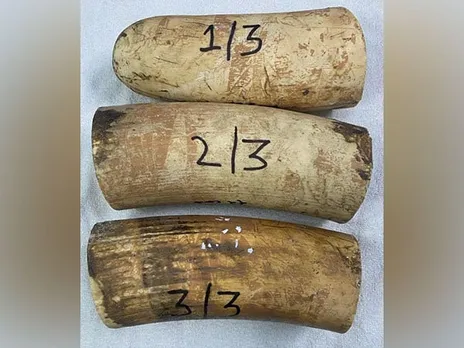2 Assam Men Arrested with Elephant Tusks at New Jalpaiguri Railway Station