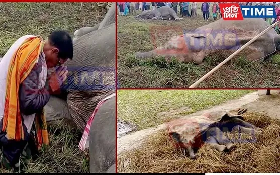 Assam: Two Tuskers Electrocuted;  Alleged Negligence Leads To Calf's Death