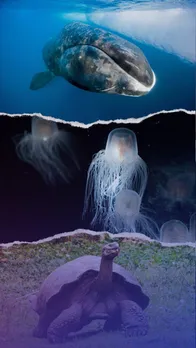 Longest Living Animals in the World with years