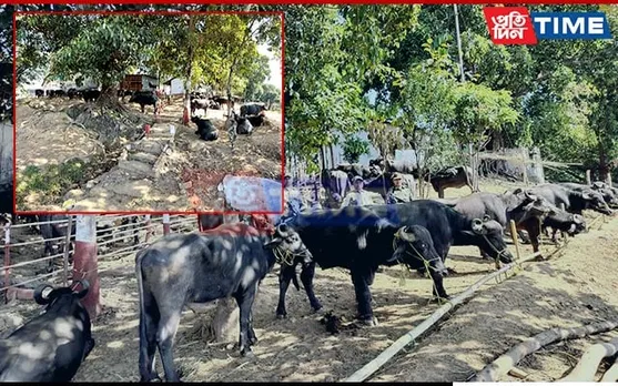 BSF M'laya Thwarts Cattle Smuggling Attempt Along Indo-Bangla Intl. Border