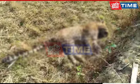 Wildlife Concerns Arise as Leopard Carcass Found in Assam Tea Estate