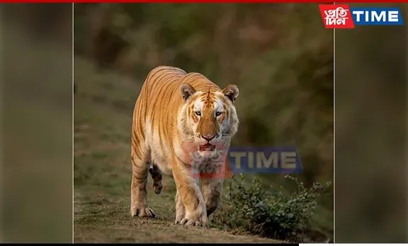 Rare Golden Morph Bengal Tiger Spotted in Kaziranga National Park After 3 Years