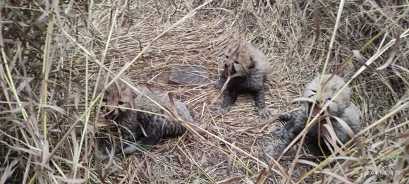 Namibian Cheetah 'Aasha' Gives Birth to Three Cubs at Kuno National Park