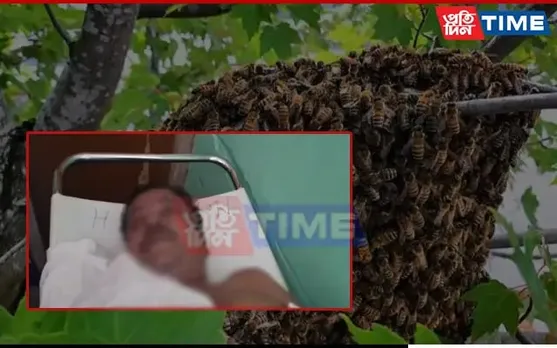 Morigaon Restauranter Dies Bizarrely In Bee Attack