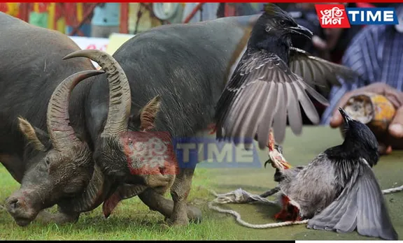 Bhogali Bihu SOPs Issued by Assam Govt for Buffalo and Bulbuli Bird Fights