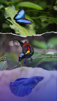 10 Most beautiful Animals in the World