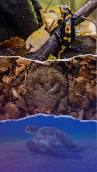 10 animals that can survive months without food