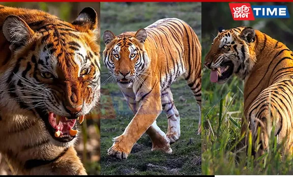 Photographer's Remarkable Encounter: 23 Tiger Sightings in 60 Safaris at Kaziranga