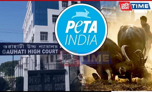 Gauhati HC Places Interim Ban On Buffalo Fights Across Assam