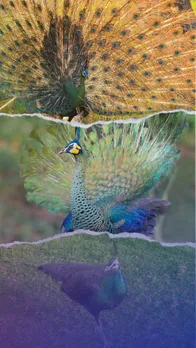 Most beautiful peacock species in the world