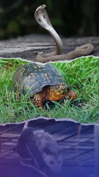 10 animals that can see with closed eyes