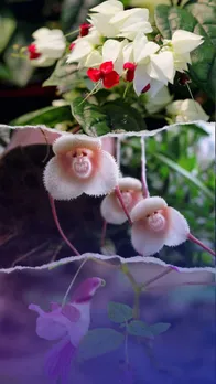 10 lants that look like animals