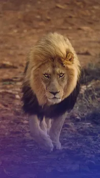 Top 10 Animals that hunt lions