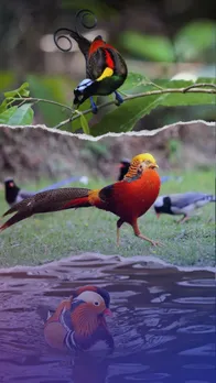 Top 10 Most beautiful birds