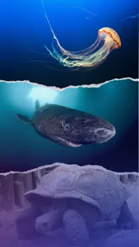 Top 10 Longest Living Animals in the World
