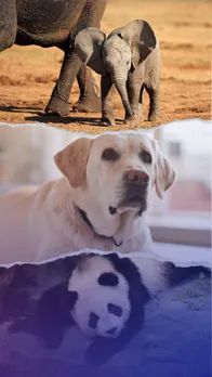 Most friendly wild animals in the world