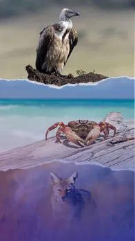 Animals that eat dead animals