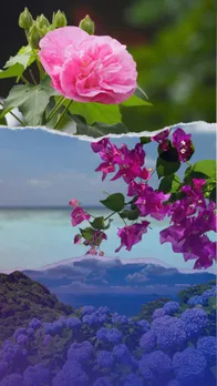 Flowers that change colours