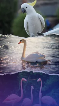 Longest living birds on earth