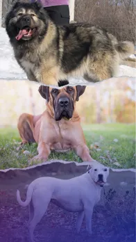 10 dog breeds that could kill a lion