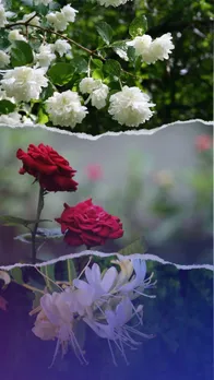 Top 10 flowers with amazing scent