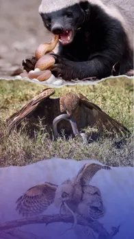 Animals that love eating snakes for breakfast