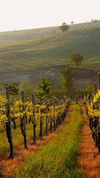10 Charming Vineyards for Wine Tasting