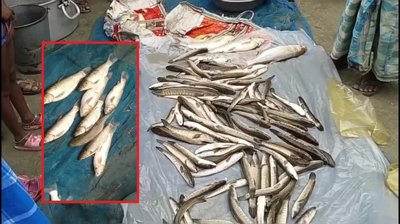 Poisoning Incident Claims Lives of Fish Worth Lakhs in Assam's Bongaigaon