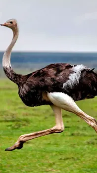 Top 5 Biggest Birds in the World