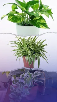 Top 10 indoor plants that produce the most oxygen 