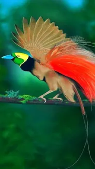 Top 10 Most Beautiul birds