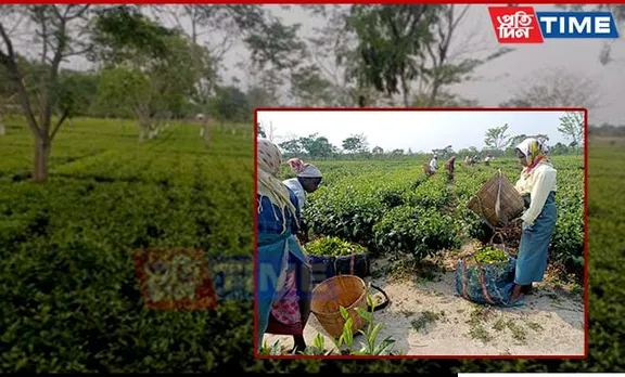 Assam Braces for Nearly 50% Drop in Tea Production
