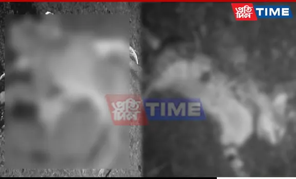 Jungle Cat's Body Vanishes After Collision with Passenger Vehicle in Kaziranga