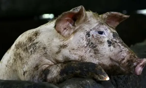 Assam: African Swine Fever Outbreak Reported In Jorhat's Naginijan TE