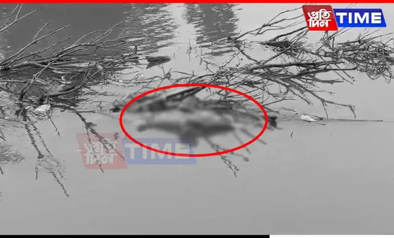 Assam: River Dolphin Carcass Found Floating In Kamrup