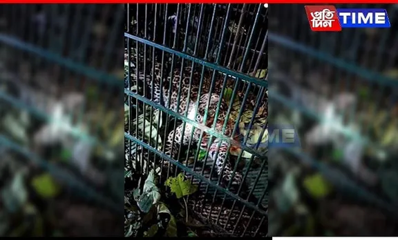 Leopard Captured in Sivasagar’s Amguri; Forest Department Assists