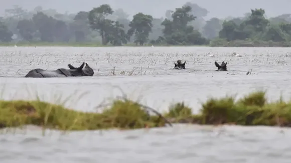 Assam Floods Claimed Lives of 511 Wild Animals Over Five Years: Union Minister