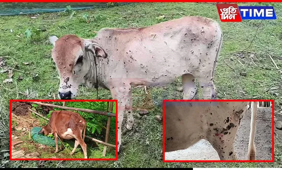 Veterinary Care Desperately Needed: Assam Farmers Struggle with Cowpox Outbreak