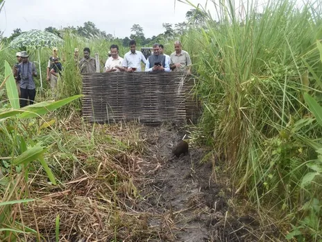 Assam: Manas National Park Welcomes 9 Captive-Bred Pygmy Hogs