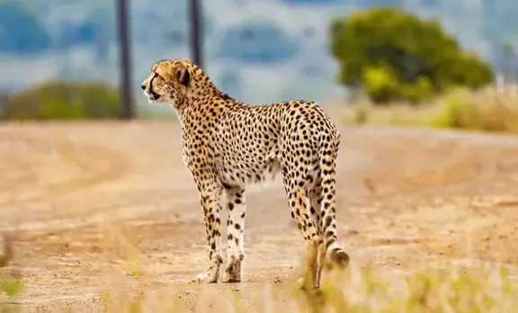 African Cheetahs In Kuno National Park To Be Released In Phases