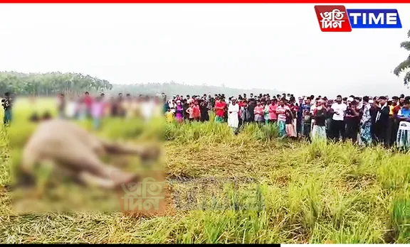 Tusker Found Dead in Assam's Nagaon, Possible Link to Pesticides