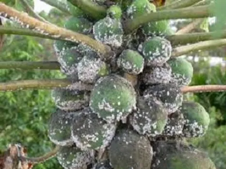 Destructive ‘mealy bugs’ attack Assam