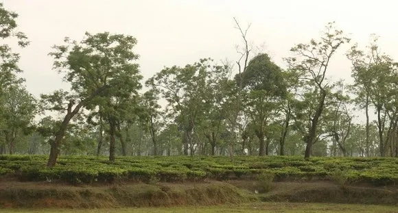 Assam Government releases Rs 99 crore for retirement benefits of tea workers