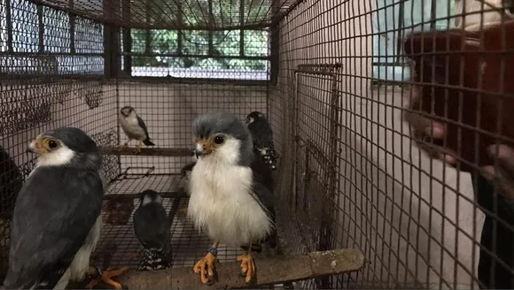 DRI seizes exotic birds smuggled from Bangladesh into West Bengal