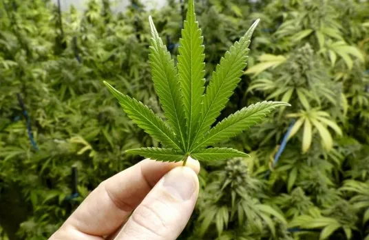 UN Declares Marijuana As Not A Drug