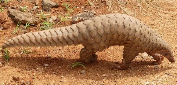 Pangolin rescued at Maligaon, three arrested