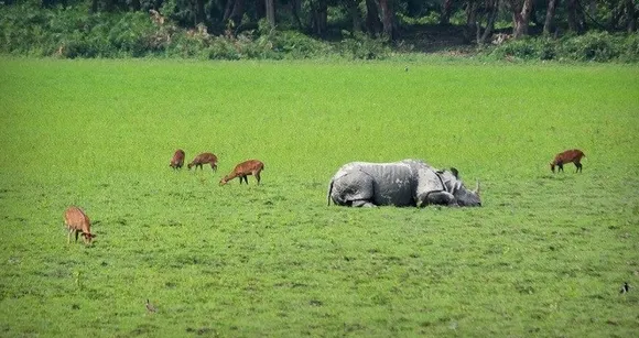 APDCL to install covered conductors in Kaziranga