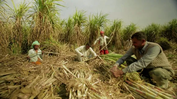 Sugarcane price hiked by Rs. 20 per quintal to Rs. 275 by Government