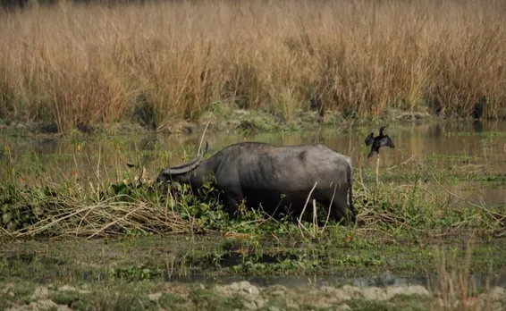 Uttarakhand High Court declares animals “legal entity”