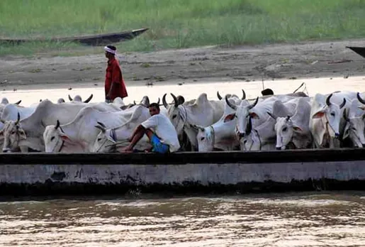 Sharp fall in cattle smuggling to Bangladesh:Customs